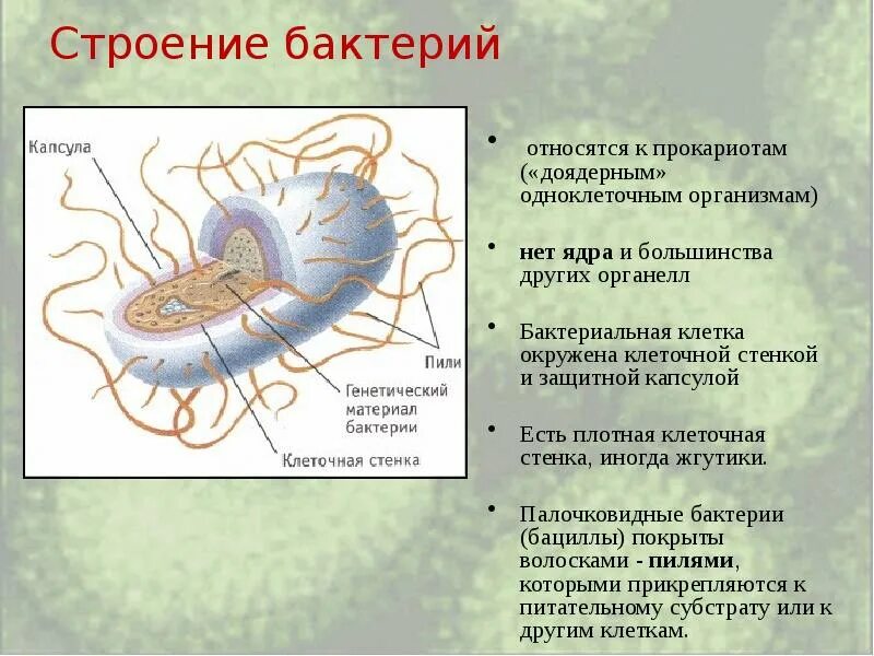 Прокариотами называются