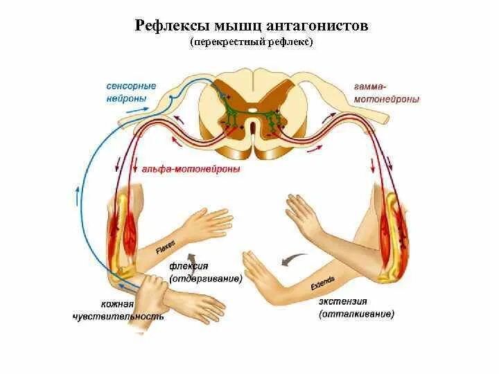 Рефлексы мышц. Дуга рефлекса на растяжение мышцы. Рефлекторная дуга мышечного рефлекса. Рефлекторная дуга миотатического рефлекса растяжения мышцы.. Рефлекс мышц антагонистов.