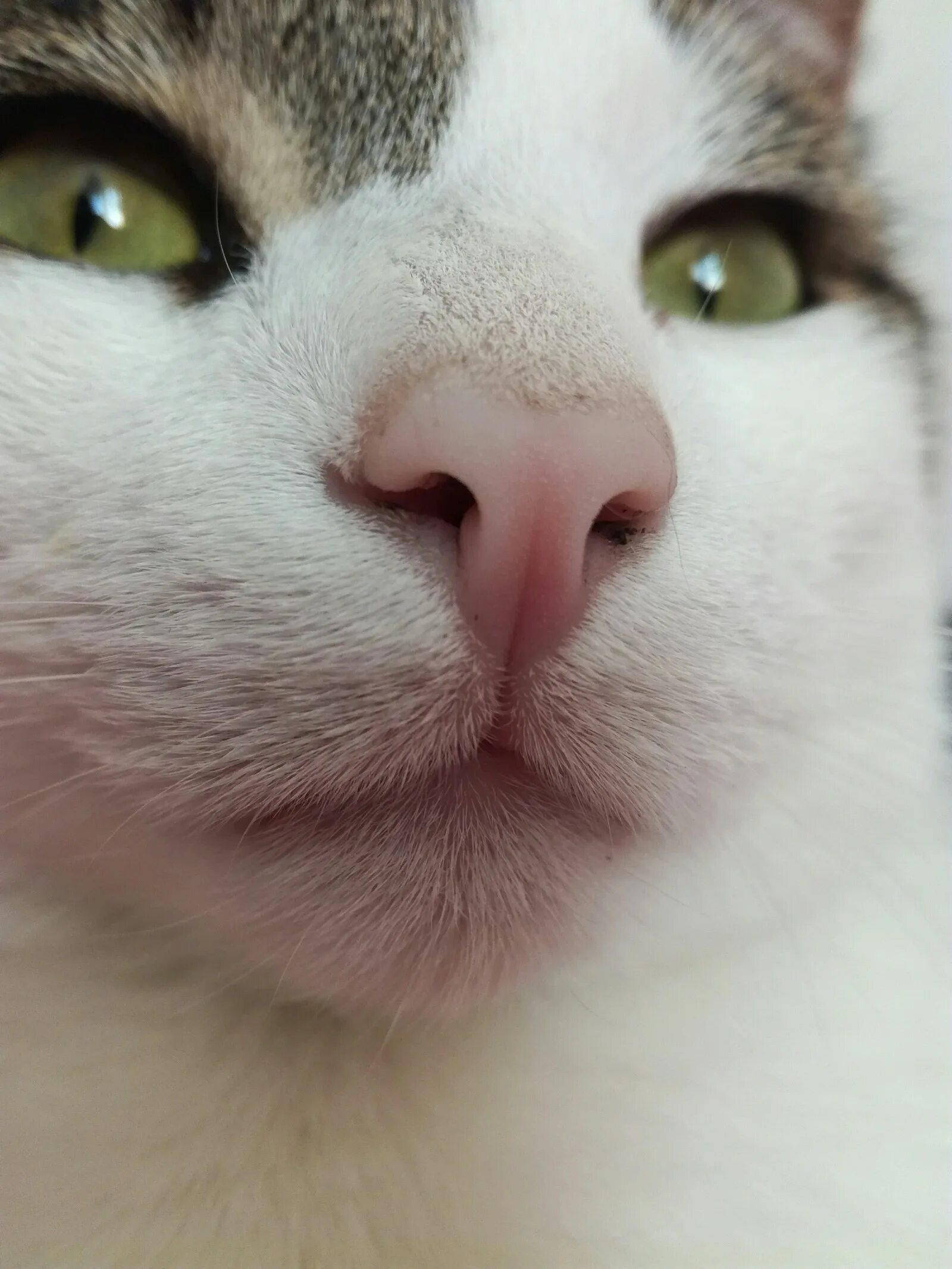 Нос у здорового котенка. Какой нос у здоровой кошки. Кошка крупным планом. Сухой и мокрый нос у кошки. Нос у здорового котенка.