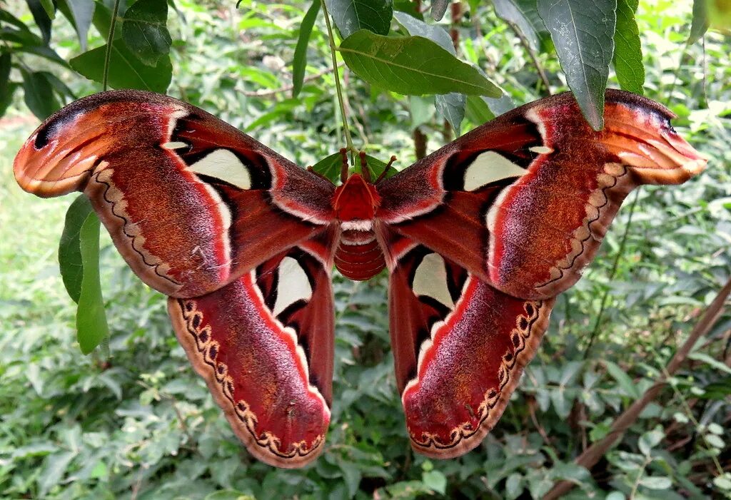 Павлиноглазка атлас. Бабочка павлиноглазка атлас. павлиноглазка атлас attacus atlas. attacus atlas бабочка. бабочка atlas moth.