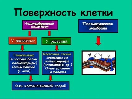 Наличие мембраны