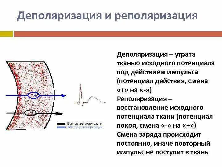 Деполяризация мембраны клетки. ЭКГ деполяризация и реполяризация. Деполяризация и реполяризация мембраны. Деполяризация и реполяризация миокарда. Деполяризация мембраны это кратко.