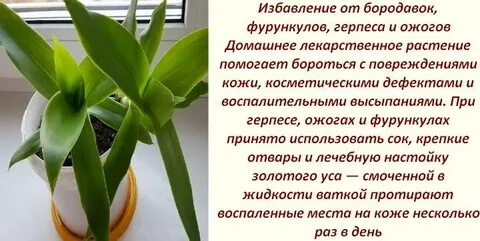 Золотой ус лечебные свойства комнатное