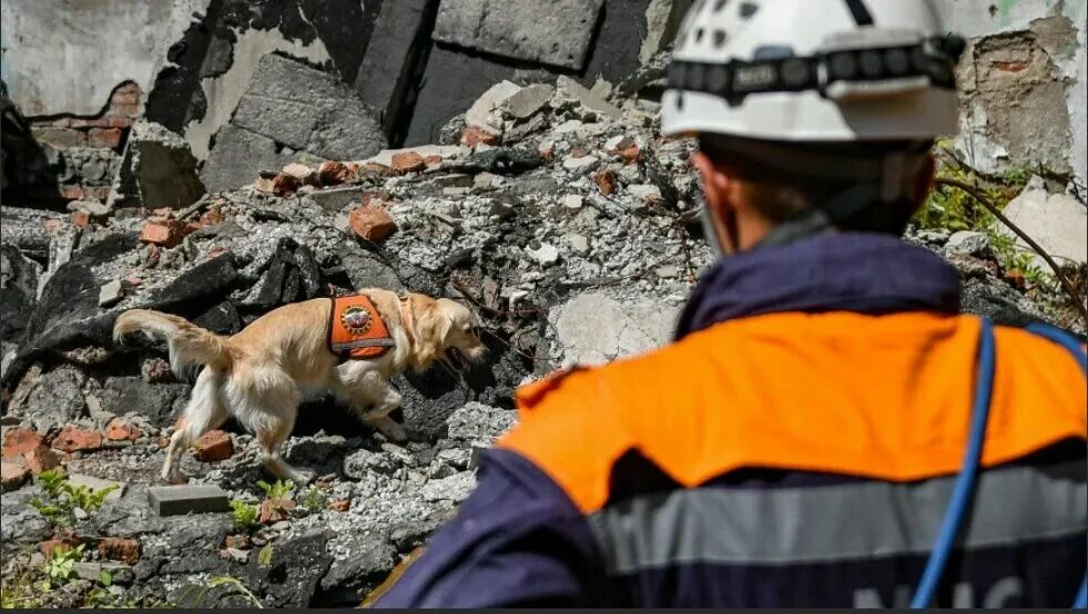 Собаки спасатели в Турции 2023. Собаки спасатели породы. Поисково спасательные собаки.