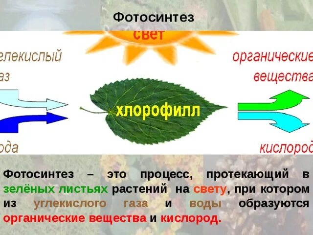 Путь фотосинтеза в воде. Схема процесса фотосинтеза. Схема фотосинтеза у растений. Процесс фотосинтеза в листе. Процесс фотосинтеза у растений.