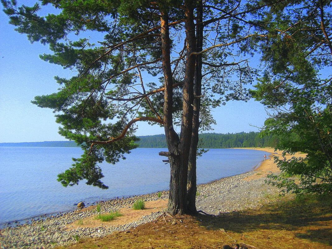 остров юкансари ладога. карелия турбазы на озере. участки ладожское озеро. поселок березово ладожские шхеры. турбаза лесное озеро карелия.
