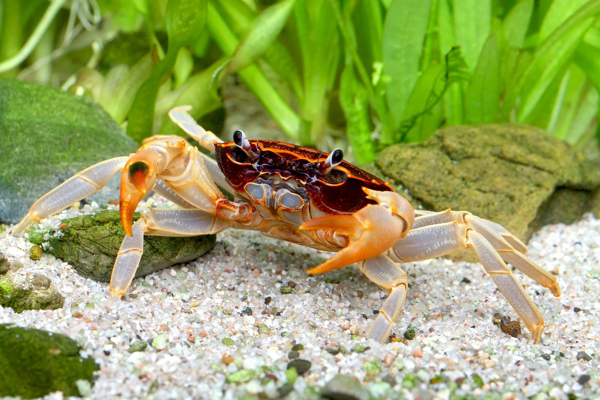 Водный краб. Parathelphusa ferruginea. Краб. Пресноводный краб. Крабы Geosesarma.