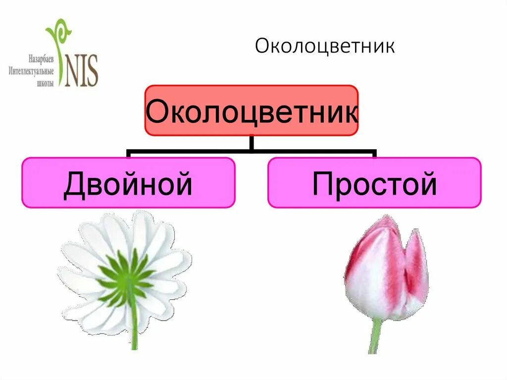Околоцветник полисимметричный. Околоцветник герани. Околоцветник однодольных растений. Околоцветник цветка.