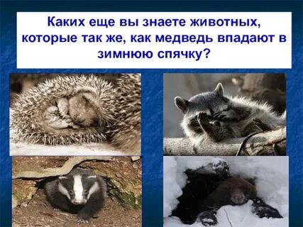 Про животных которые впадают в спячку