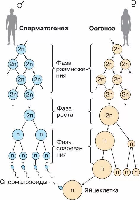 Гаметогенез и сперматогенез. Фазы сперматогенеза схема. Развитие половых клеток гаметогенез сперматогенез оогенез. Схема гаметогенеза у человека сперматогенез. Стадии развития половых клеток у животных.