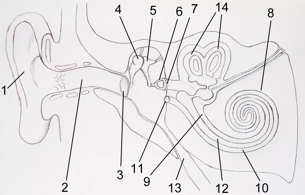 Строение уха человека анатомия рисунок с подписями. Строение уха и вестибулярного аппарата рисунок. Схема строения наружного среднего и внутреннего уха. Строение уха человека анатомия схема. Внутреннее ухо тесты