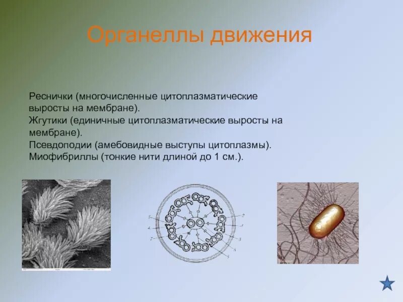 Какую функцию выполняют реснички. Органеллы движения реснички и жгутики. жгутики реснички псевдоподии. реснички органеллы. органоиды движения реснички и жгутики строение.
