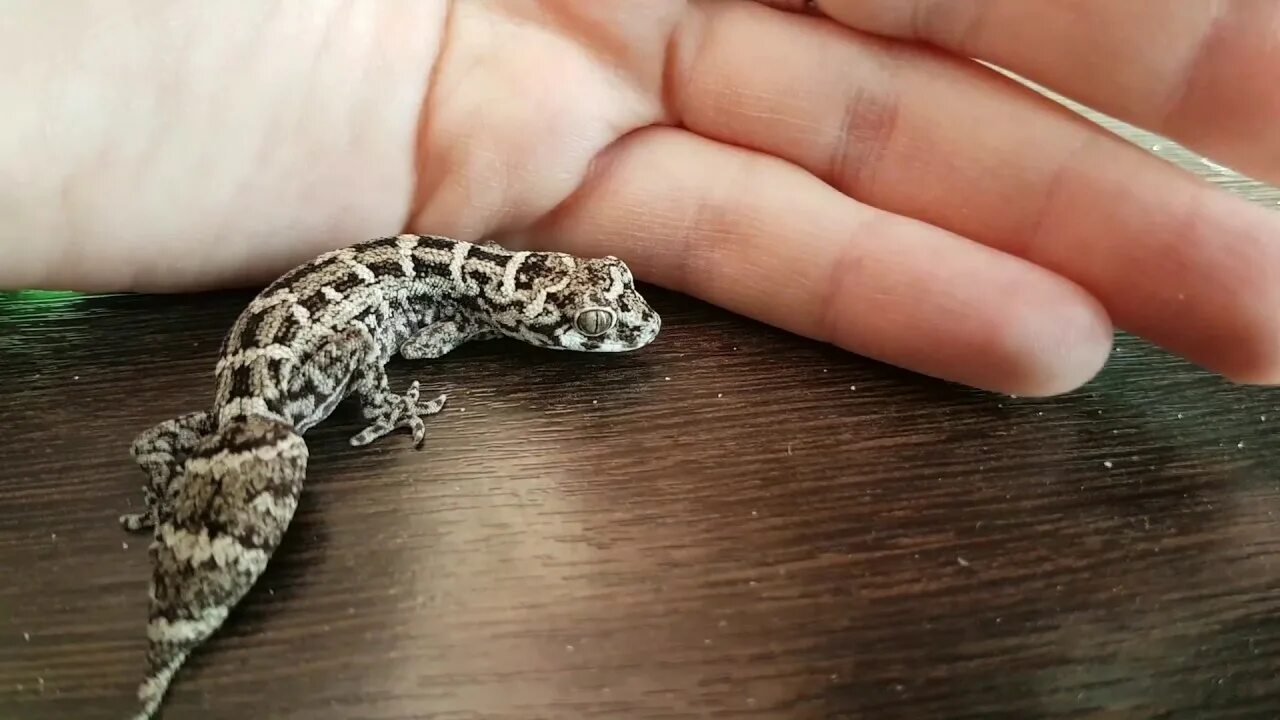 Гадюковый геккон (teratolepis fasciata). Гадючий геккон. Hemidactylus imbricatus. Гадюковый эублефар.