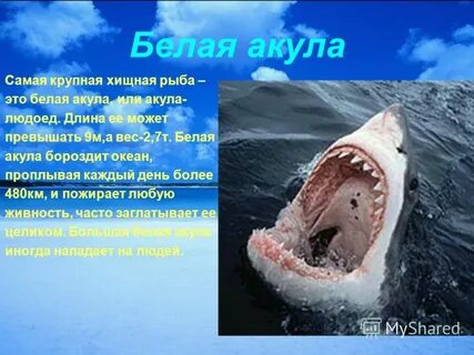 Акулы 2 класс