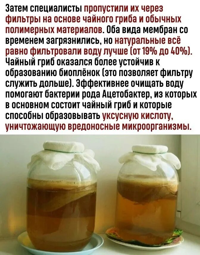 Чайный гриб после разделения не всплывает. Можно ли чайный гриб диабетикам. Чайный гриб в банке. Можно ли чайный гриб диабетикам. Чайный гриб диабет.