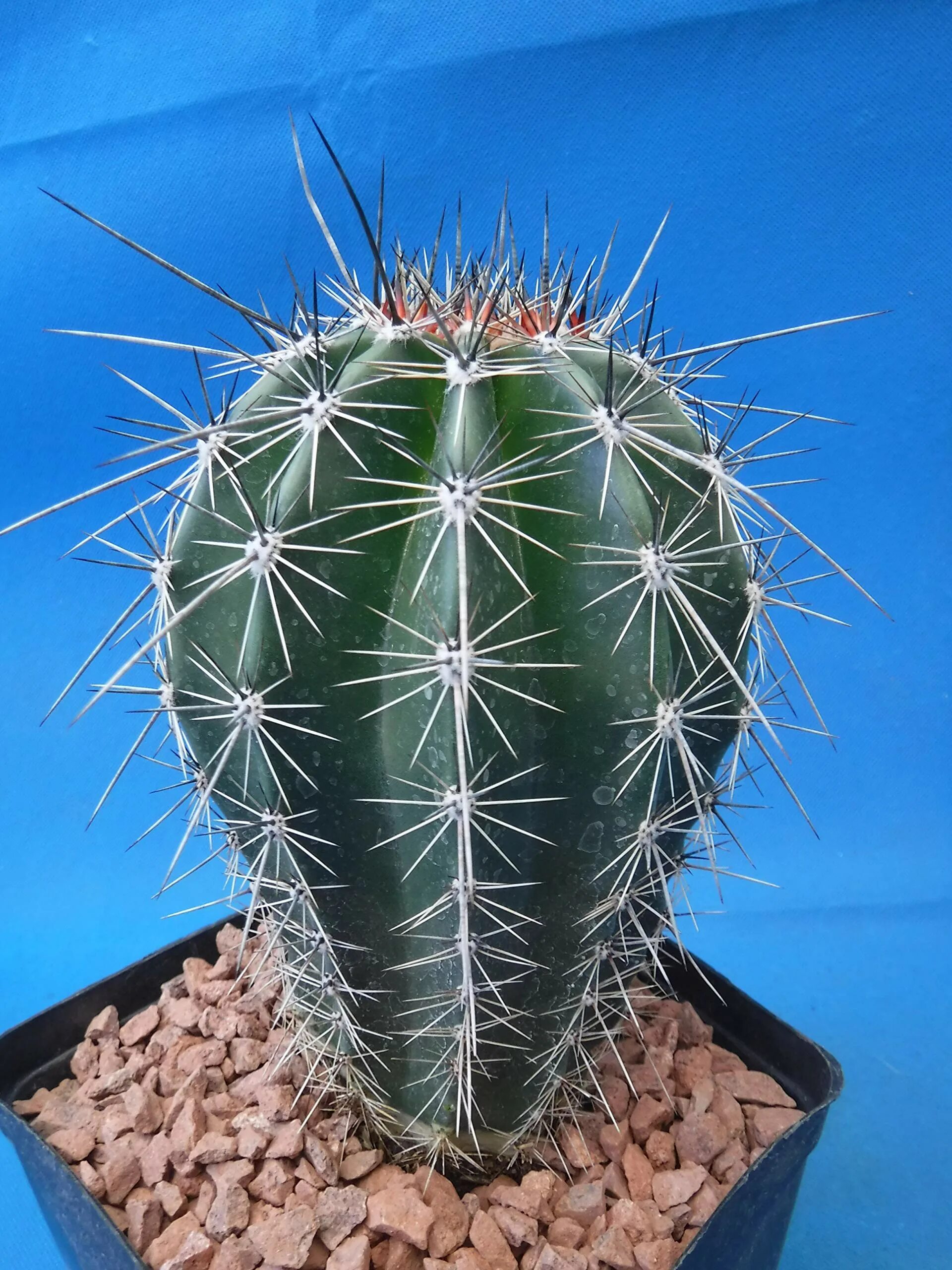 Cactus 5. Кактус карнегия сеянец. Перуанский торч Кактус. Карнегия гигантская Кактус голландская. Кактус 5 граней.