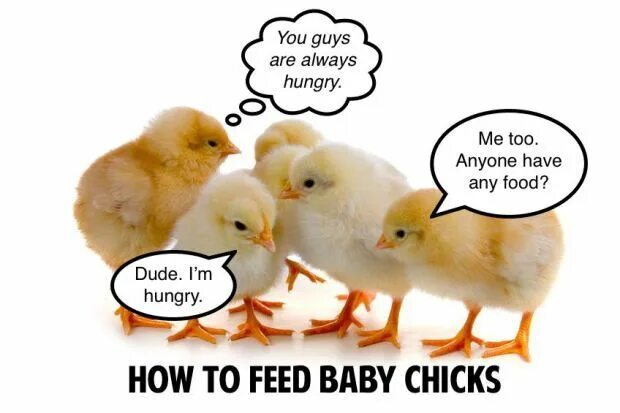 Chick To Chick Текст