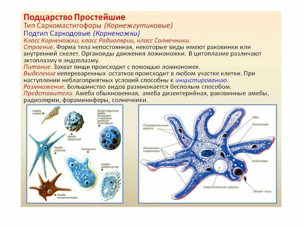 Саркомастигофоры Саркодовые. Корненожки радиолярии солнечники. Класс Саркодовые корненожки. Тип Саркодовые корненожки. Временная форма существования бактерий и многих одноклеточных