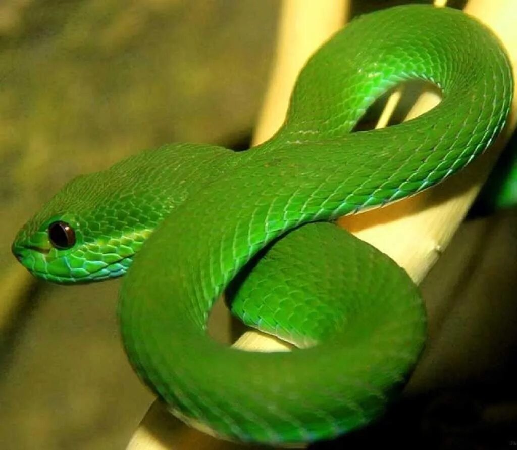 Какие бывают зеленые. Зеленая куфия. Зелёная древесная гадюка. Змея древесная гадюка зеленая. Зеленая куфия змея.