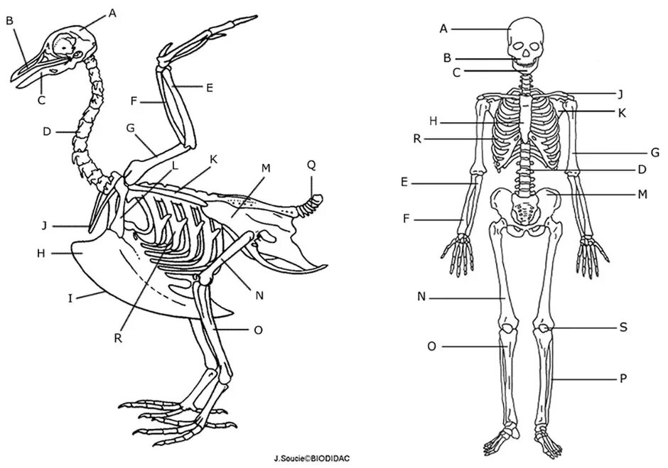 Скелет птицы анатомия. Строение скелета гуся. Строение скелета курицы. Анатомия костей курицы. Особенности строения скелета в жизни птицы