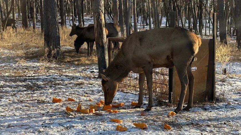 Столовая для копытных