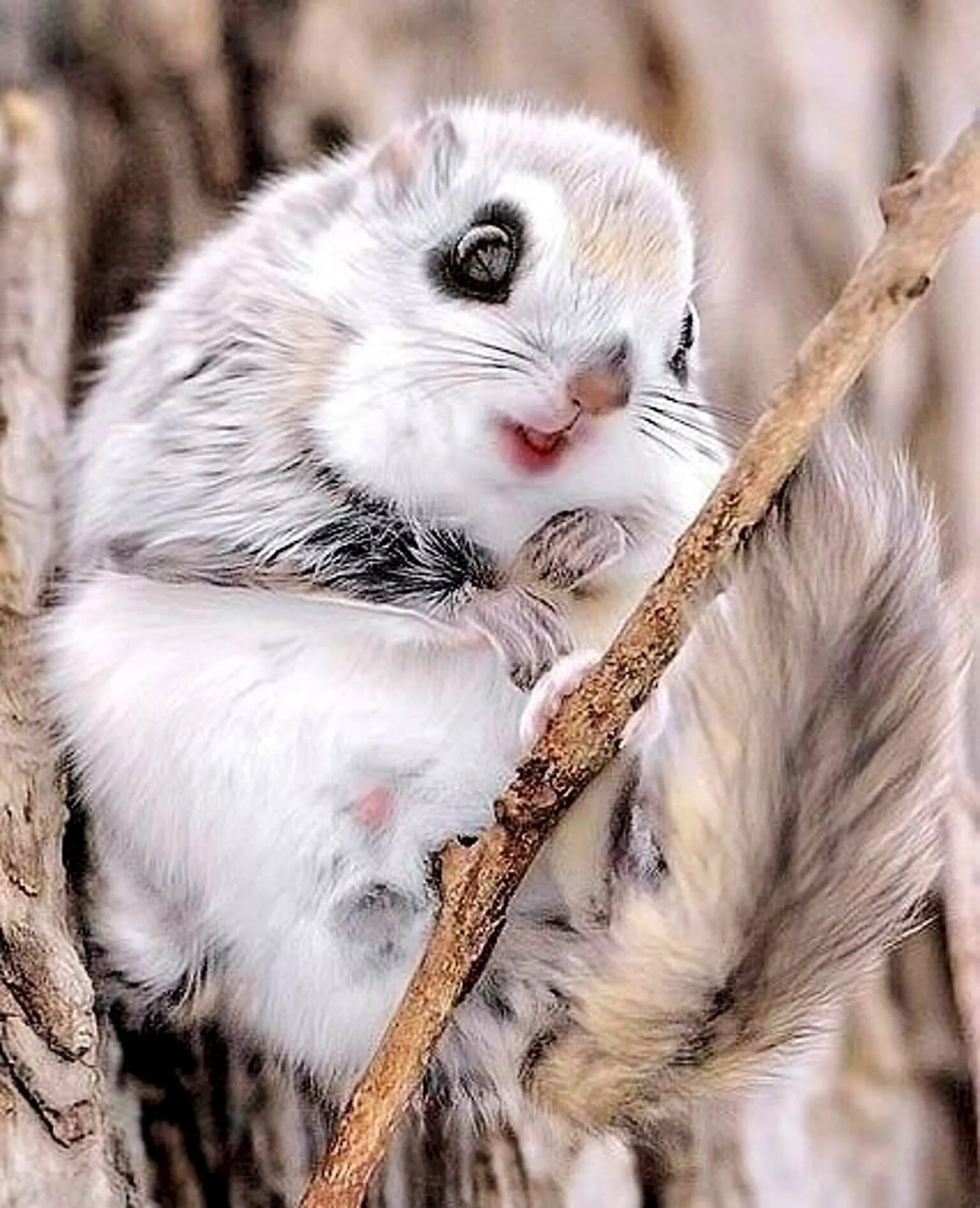Летающие виды животных
