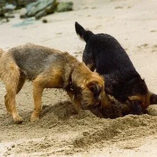 Dog hole