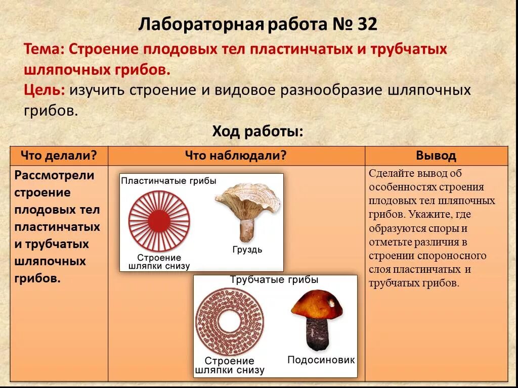 Лабораторная работа шляпочные грибы 7 класс. Как определить пластинчатые и трубчатые грибы. Грибы строение шляпочных грибов. Шляпочные грибы трубчатые и пластинчатые. Строение ножки пластинчатого и трубчатого гриба.