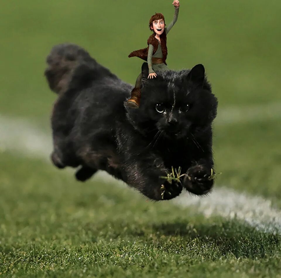 Чёрный кот. Кошка бежит. Черный котенок. Черный кот на футбольном поле.