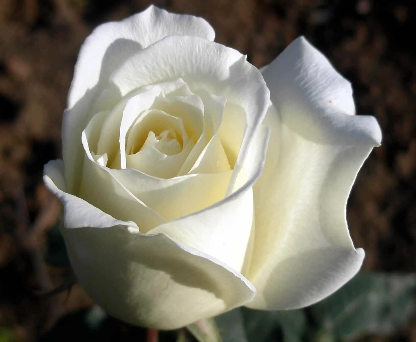 Роза аваланч. Роза чайно-гибридная белая уайт. Роза бело-розовая сорта. Альба роза эквадор. Чайно-гибридная анастасия.