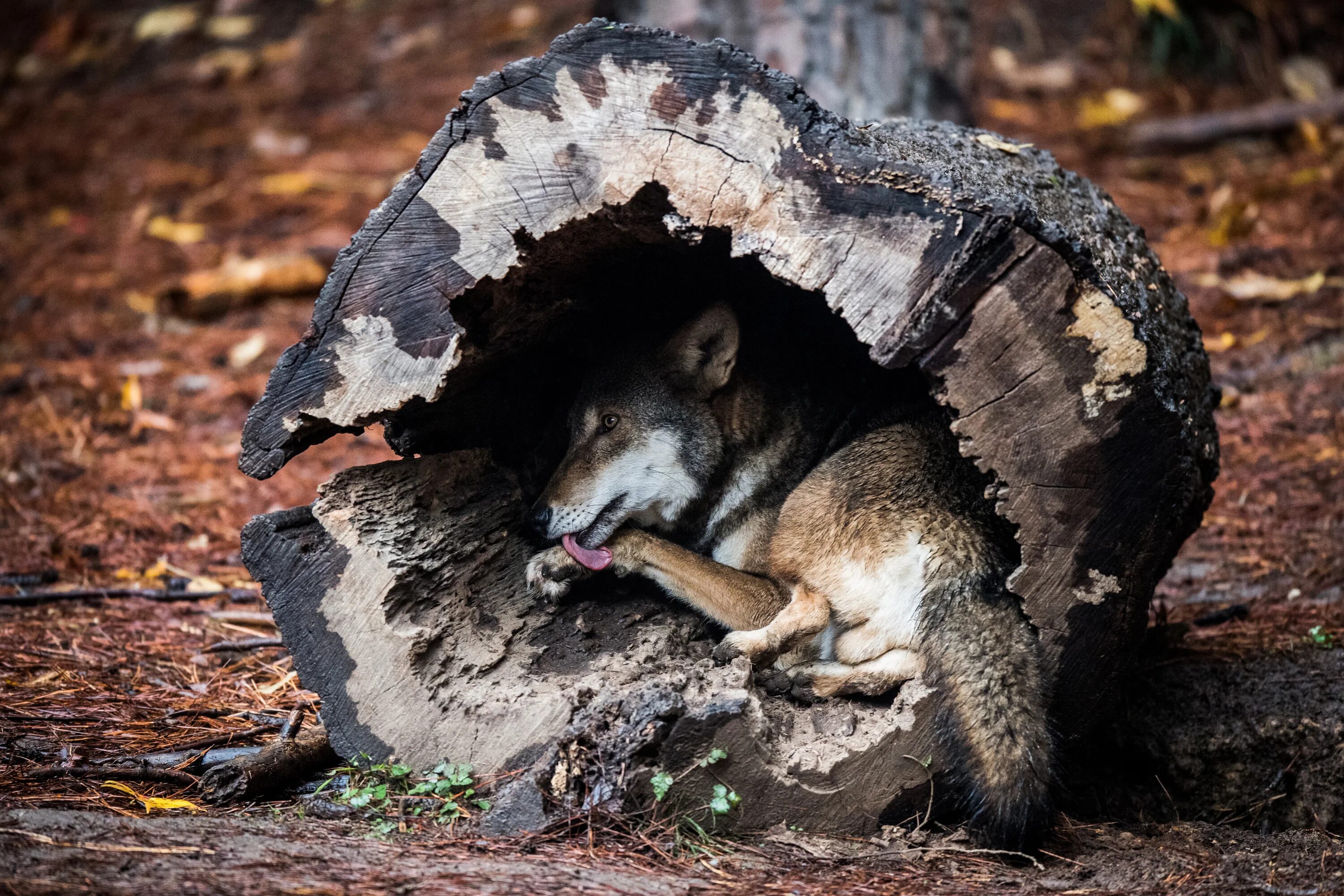 Дом волка как называется. Дом волка как называется. Как называется жилище волка. Волчье логово жилище волков. Волчье логово жилище волков.