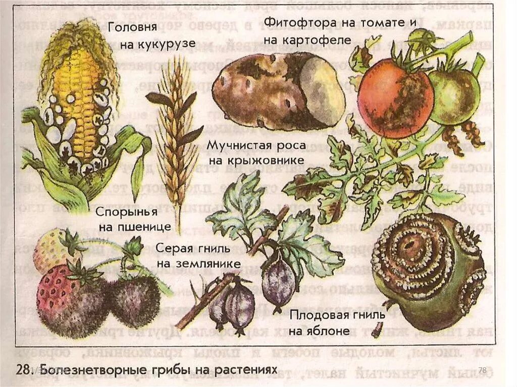 Грибы паразиты культурных растений. Головня и спорынья грибы паразиты. Грибы-паразиты культурных растений названия. Грибы паразиты растений животных человека. Распределите предложенные растения по группам растения паразиты