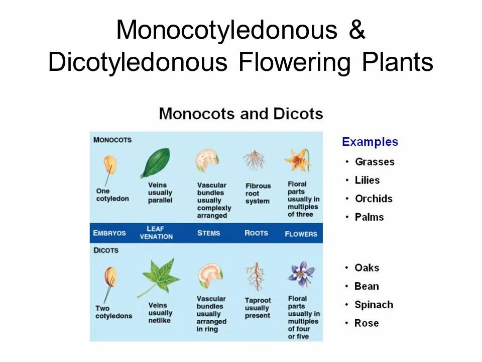 Monocots. Monocotyledones and Dicotyledons. Monocots examples. Seeds of dicotyledonous Plants.