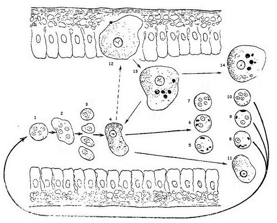 Стадия амебы поражающая толстый кишечник человека. Жизненный цикл дизентерийной амебы. Жизненный цикл дизентерийной амебы схема. Жизненный цикл дизентерийной амёбы. (Entamoeba histolytica).. Схему жизненного цикла дизентерийной амебы Entamoeba histolytica.