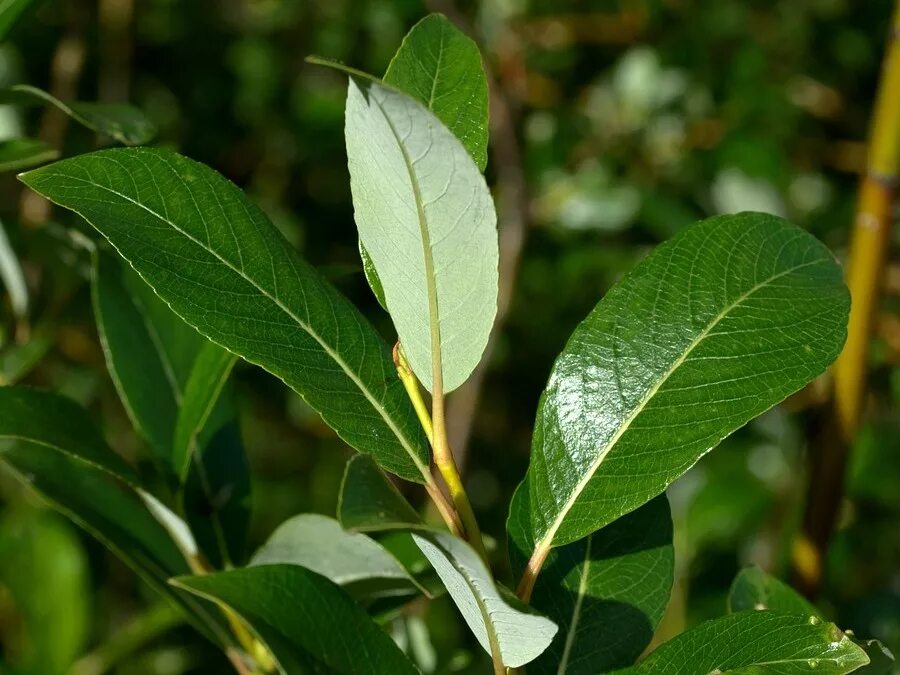 Ива филиколистная. Ива Salix phylicifolia. Salix phylicifolia кустарник. Ива филиколистная лист. Форма листа ивы