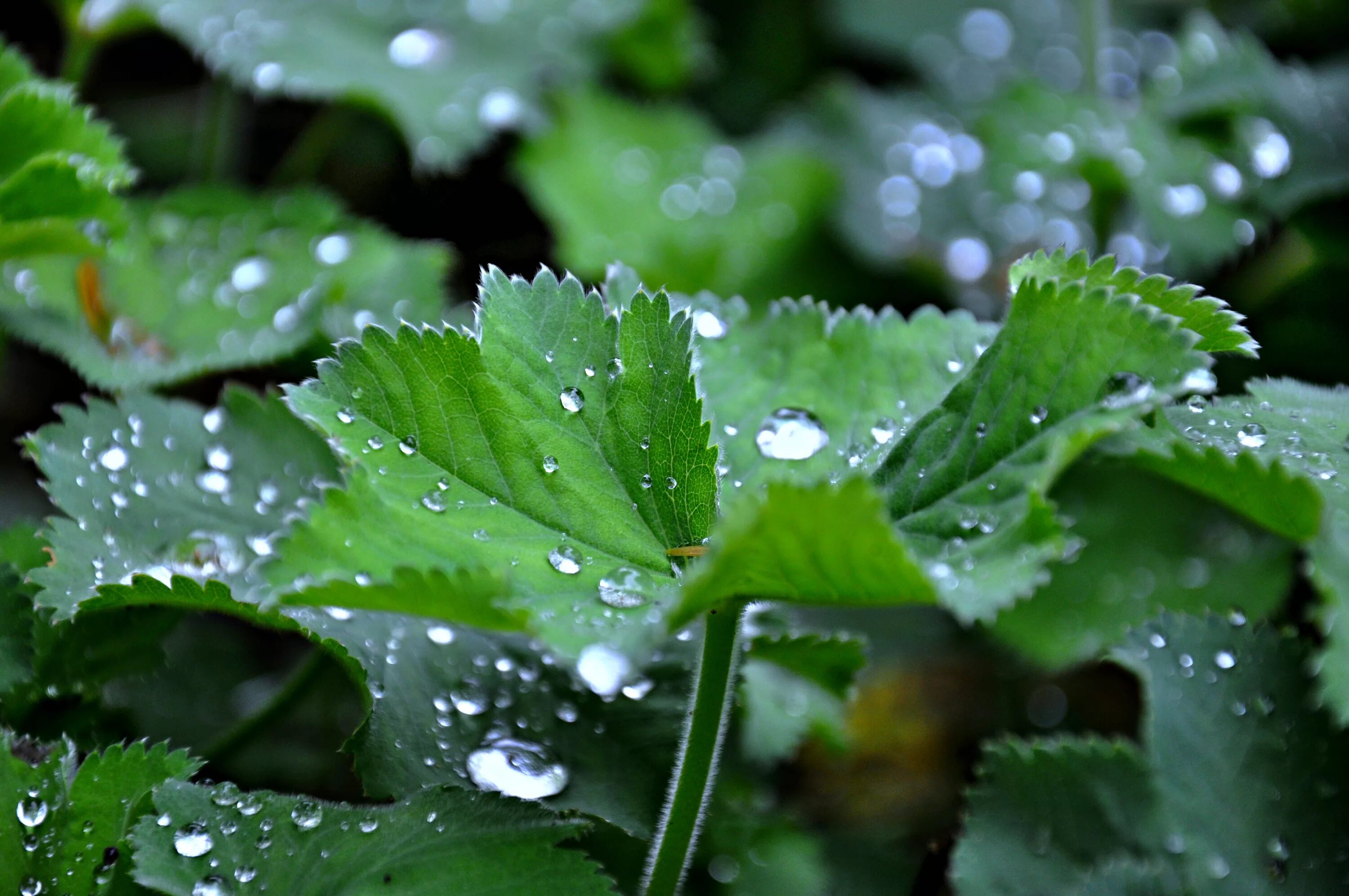 Капли дождя на листьях. Капельки воды на листьях цветка. Как пли воды натлистьях. Растения с капельками воды.