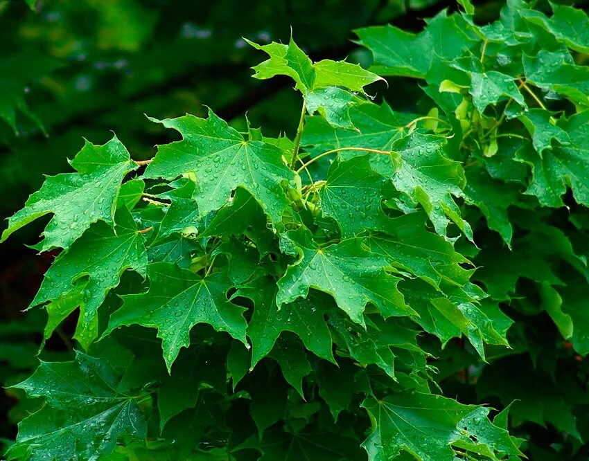 Клен остролистный (Acer platanoides). Клен остролистный Ácer platanoídes. Клен остролистный Acer platanoides l.. Остролистный (Acer platanoides).