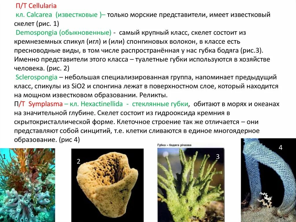 Как человек использует губки. Известковый скелет многоклеточные. имеют известковый скелет. стеклянные губки обитают. внешний известковый скелет.
