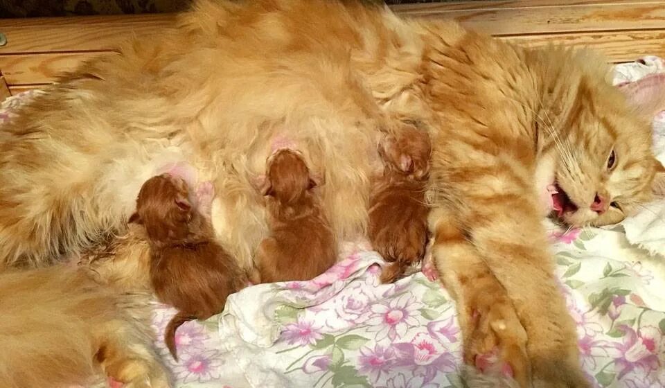 Ложная беременность у кошек. Длительность беременности у кошек. Беременность кошки Мейн кун 3 неделя.