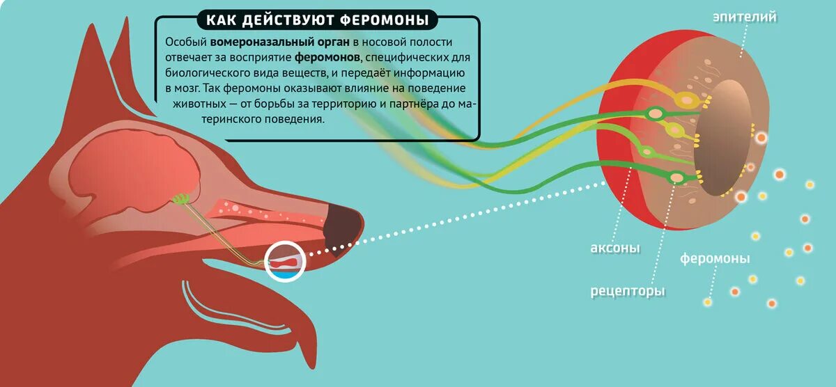 Обоняние у млекопитающих. Вомероназальный орган у собак. Вомероназальный орган у человека. Феромоны животных. Орган полового обоняния.