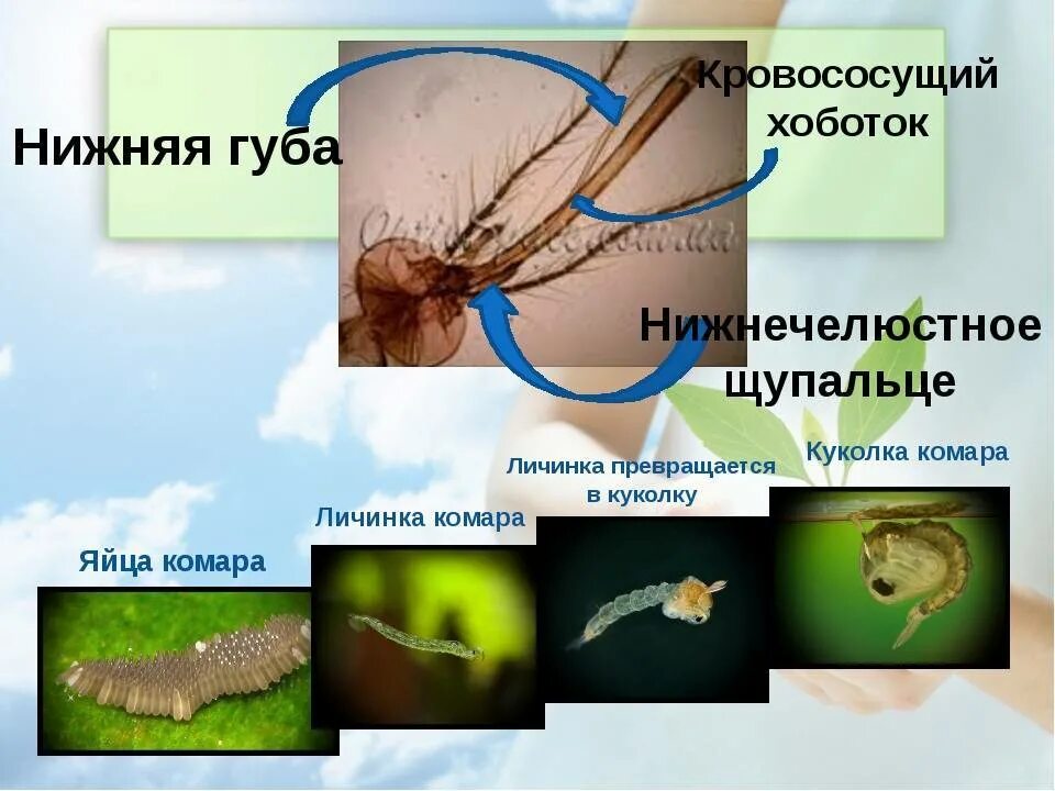 Презентация про комаров. Комар среда обитания. Личинка комара среда обитания. Среда обитания комара обыкновенного.
