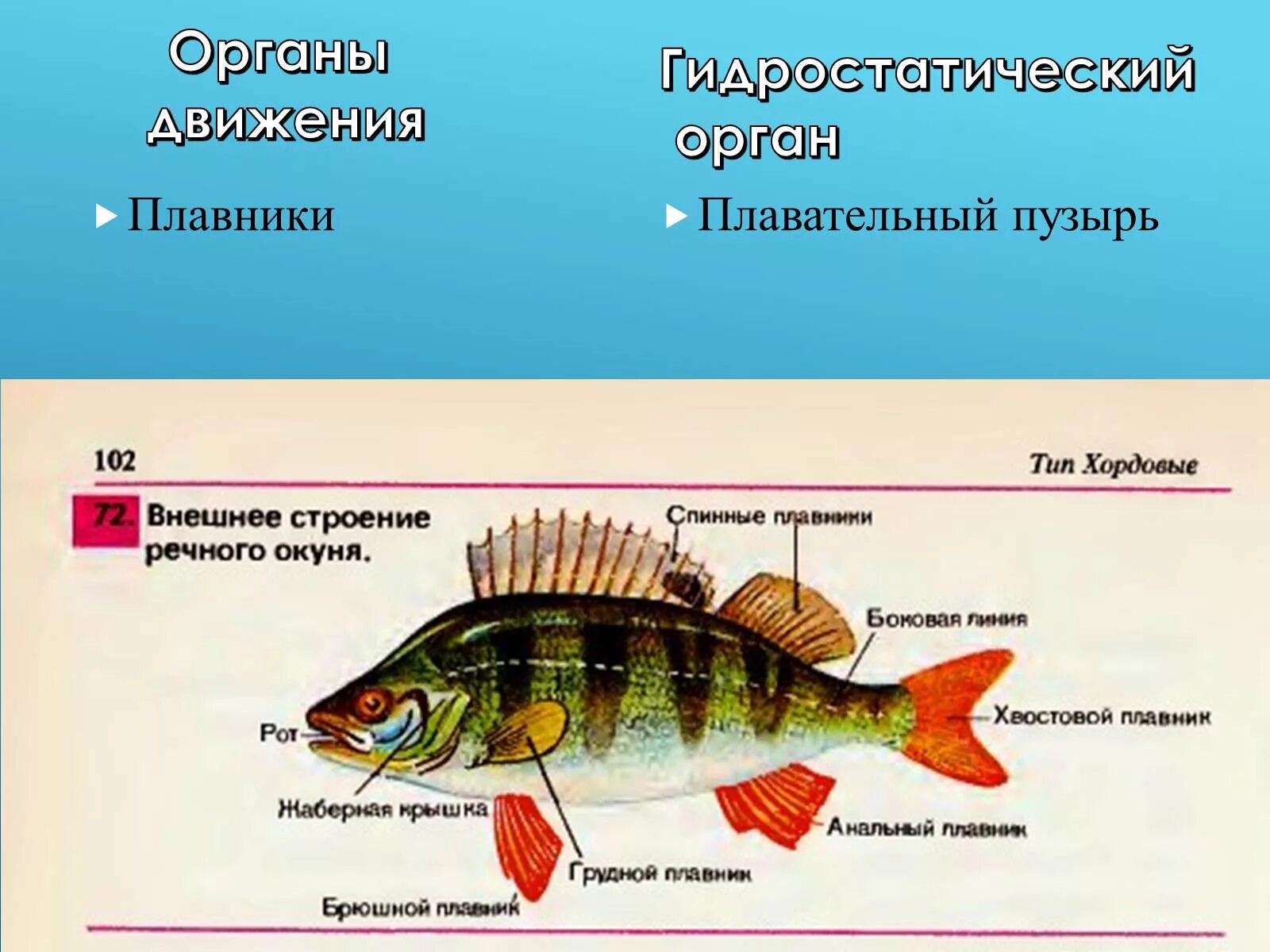 Органы движения. Внешнее строение речного окуня. Внешнее и внутреннее строение речного окуня. Речной окунь строение. Строение самки окуня.