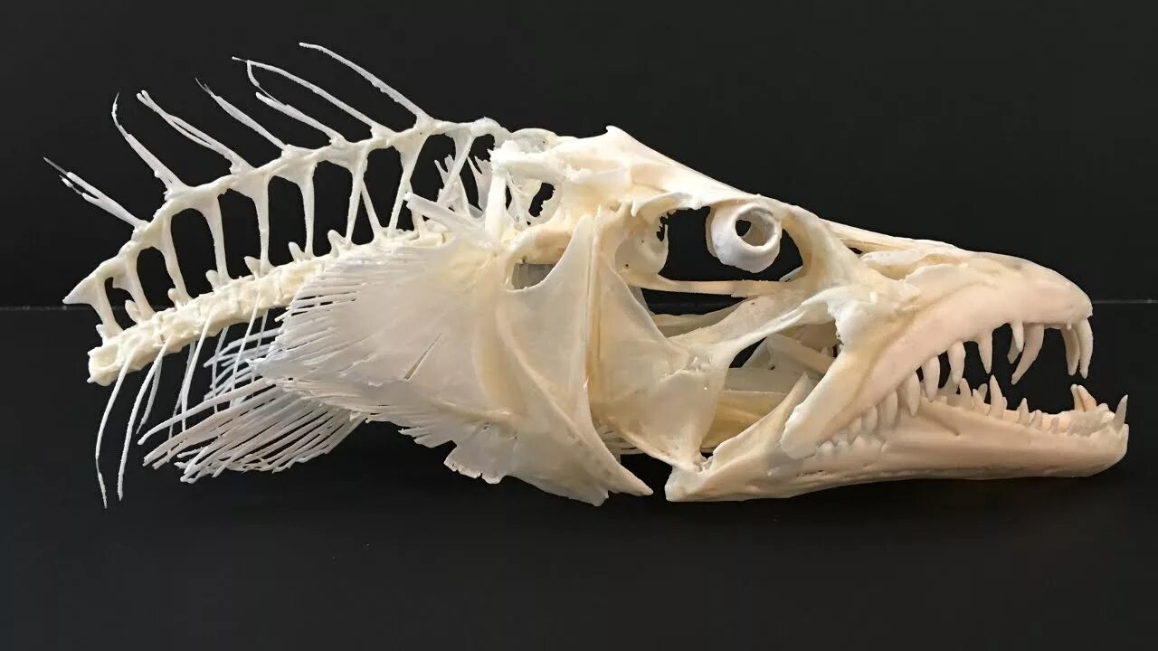 Купить кости рыбы. Скелет европейского удильщика. Скелет рыбы удильщика. Череп рыбы удильщика. Скелет барракуды.