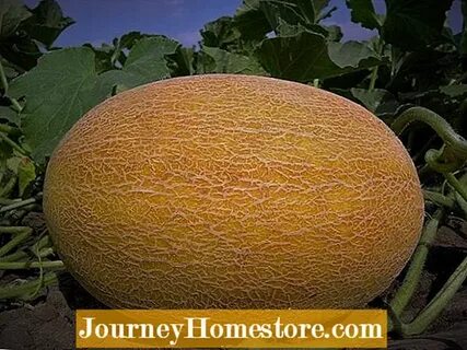 Лучшая дыня для подмосковья