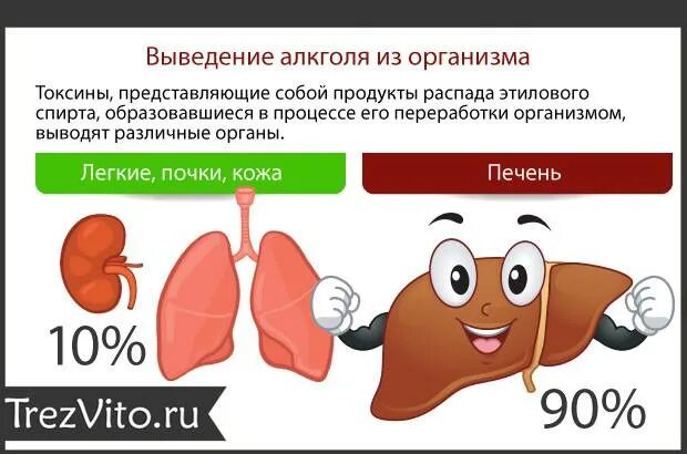 Быстрее стала разлагаться печень песня. Продукты распата АЛКОГОЛЯВ организма. Пути выведения этанола из организма. Продукты распада этанола в организме. Вывод продуктов распада из организма.