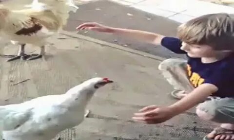 Мальчик курицу видео