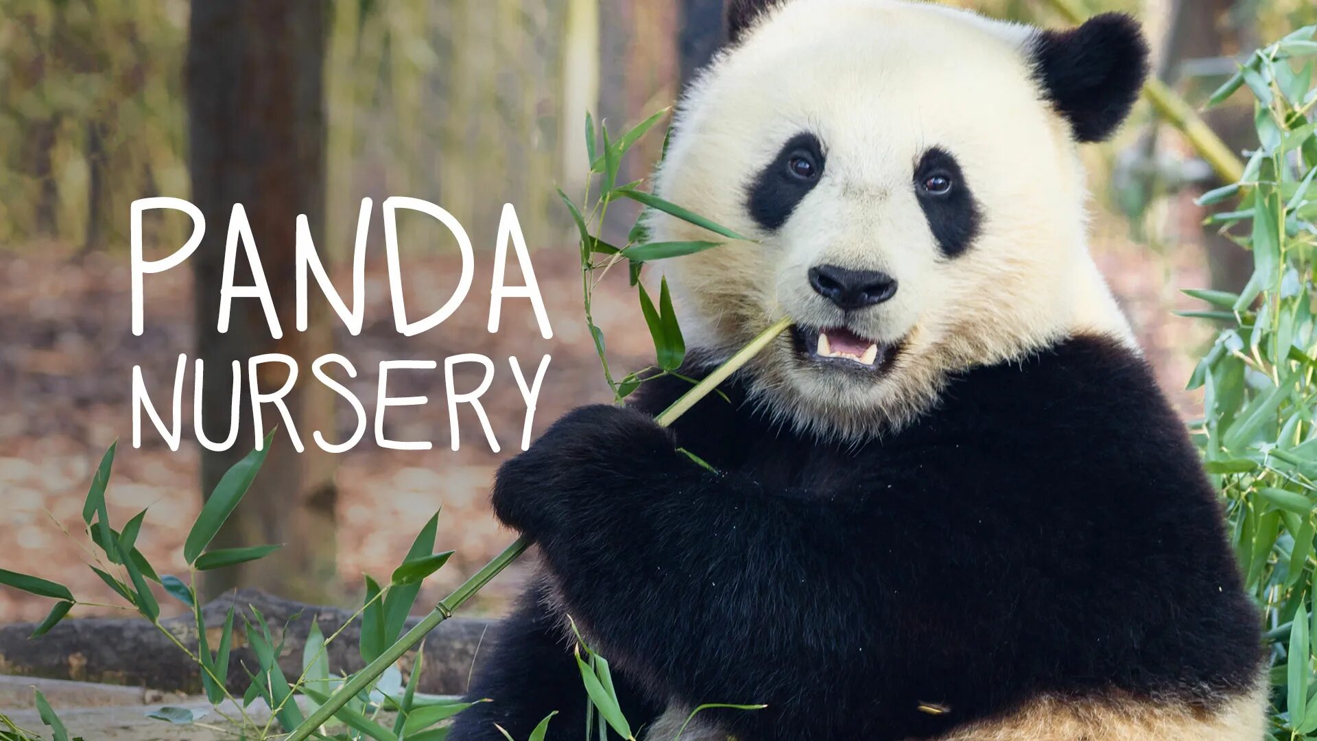It is a panda