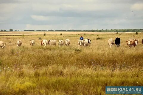 Волгоградская область сельхоз