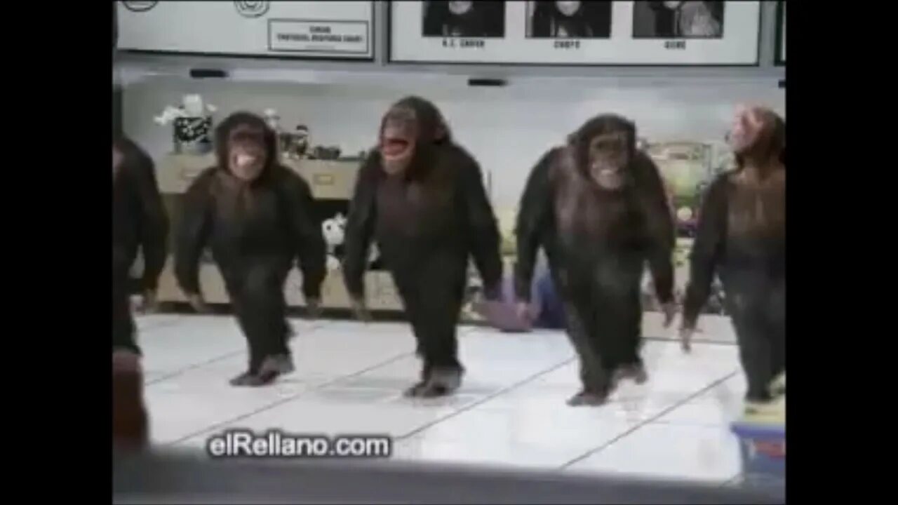 Танцующие обезьяны песня. Обезьяна танцует лезгинку. Шимпанзе танцует лезгинку. Обезьяна танцует в одежде. Танец обезьяны видео.