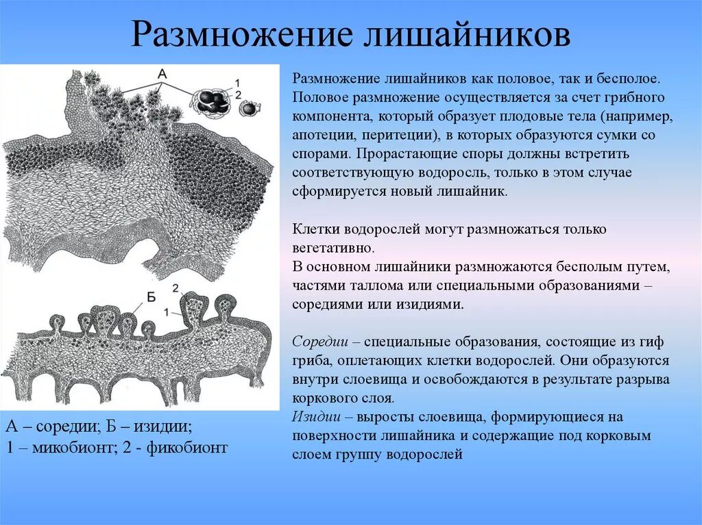 Лишайники строение размножение. Размножение лишайн Ков. Половое и бесполое размножение лишайников. Бесполое размножение лишайников. Лишайник бесполое размножение.